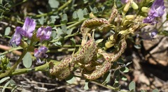 Astragalus beckwithii