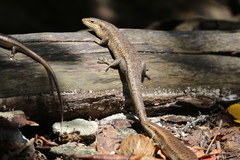Trachylepis wrightii