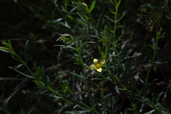 Menodora integrifolia