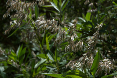 Melica sarmentosa
