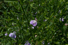 Poikilacanthus tweedieanus