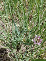 Astragalus cibarius