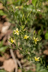 Menodora integrifolia