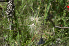 Bouteloua megapotamica