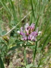 Astragalus cibarius