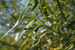 Nectandra angustifolia