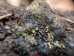 Gliocladium polyporicola