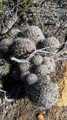 Mammillaria dioica