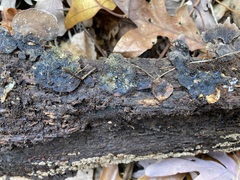 Gliocladium polyporicola
