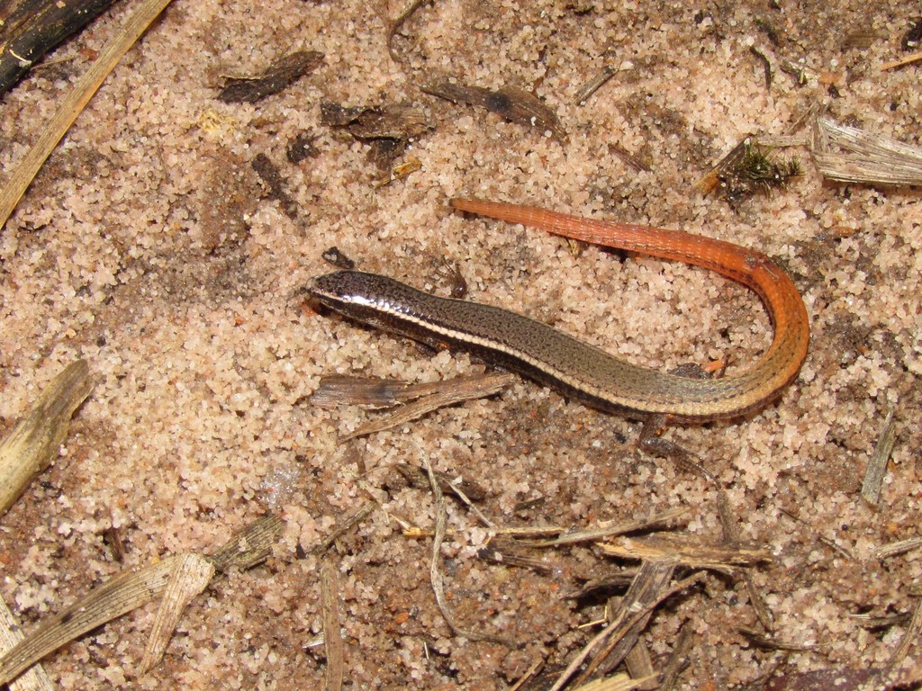 Psilops mucugensis