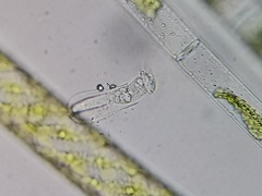 Vaginicolidae