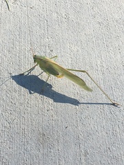 Scudderia