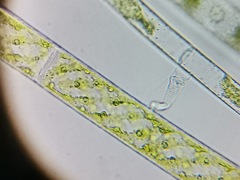 Vaginicolidae