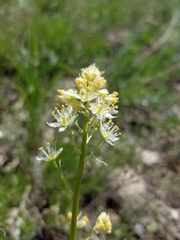 Toxicoscordion paniculatum