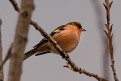 Fringilla coelebs