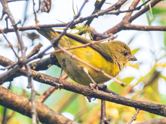 Euphonia hirundinacea