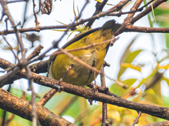 Euphonia hirundinacea