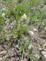 Toxicoscordion paniculatum