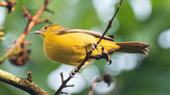 Euphonia hirundinacea