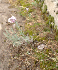 Allium erubescens