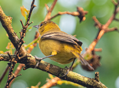 Euphonia hirundinacea