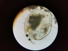 Chydorus
