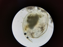 Chydorus