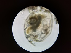 Chydorus