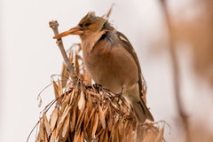 Fringilla coelebs