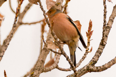 Fringilla coelebs
