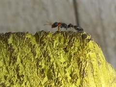 Pseudomyrmex haytianus