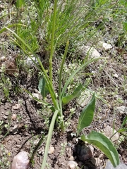 Toxicoscordion paniculatum