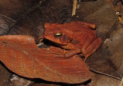 Rhinella crucifer