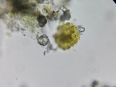 Pseudopediastrum integrum