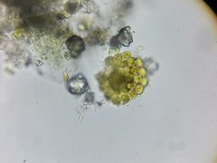 Pseudopediastrum integrum
