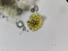 Pseudopediastrum integrum