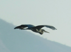 Ardea herodias
