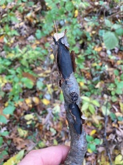 Graphostroma platystomum