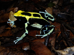 Dendrobates tinctorius