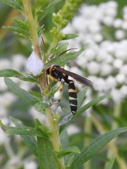 Ichneumon ambulatorius