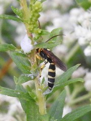 Ichneumon ambulatorius