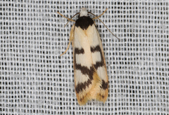 Eulechria sigmophora