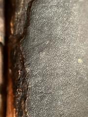 Graphostroma platystomum