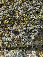 Physcia pseudospeciosa