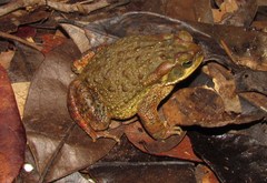Rhinella rubescens
