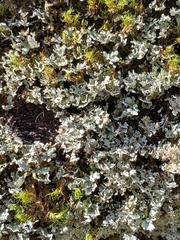 Physcia pseudospeciosa