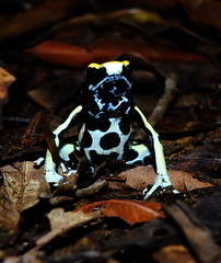 Dendrobates tinctorius