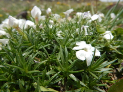 Phlox pulvinata