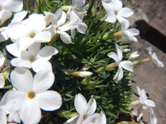 Phlox pulvinata