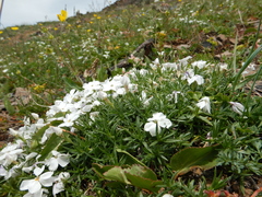 Phlox pulvinata